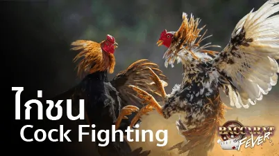 แทงไก่ชน